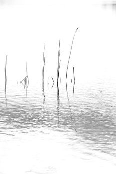 BLÜHENDER FRÜHLING 2