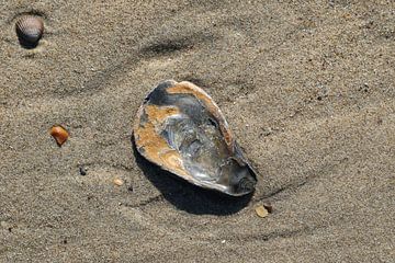 oester op het strand