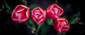 Rode tulpen close up van Arjen Schippers