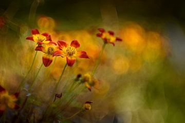 Autumn colours von Christl Deckx
