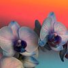 Gros plan d'une orchidée rose lilas sur fond rouge-bleu sur W J Kok