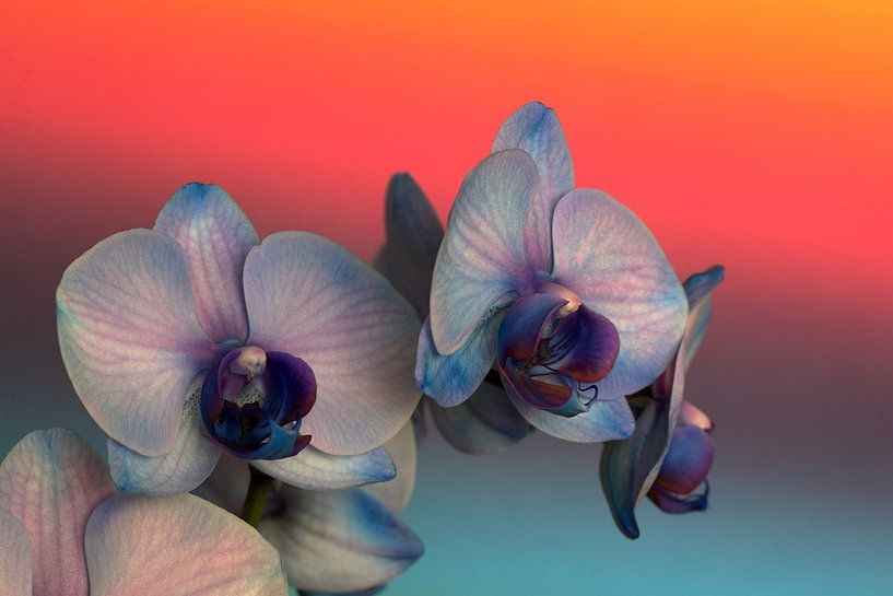 Closeup of a lilac pink orchid against a red-blue background by W J Kok
