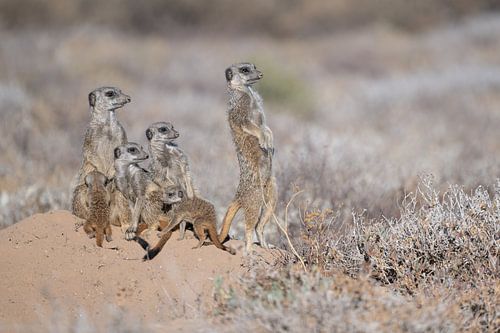 Meerkats warm up by the rising sun