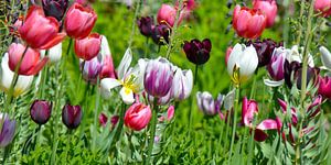 Tulpen