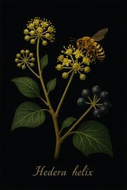 Ivy - Hedera helix by Bert Quaedvlieg