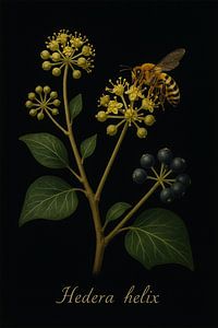 Klimop - Hedera helix