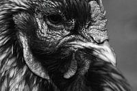 The face of a chicken in black and white