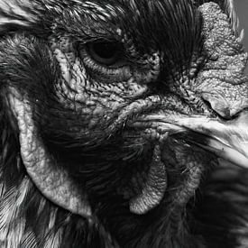 Het gezicht van een kip in zwart wit van Nella van Zalk