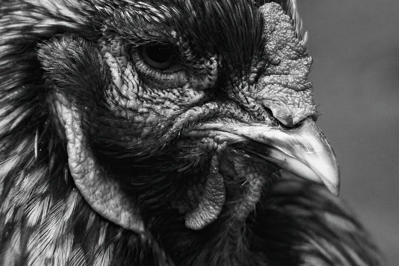 The face of a chicken in black and white by Nella van Zalk