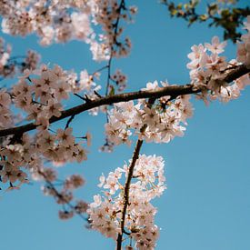Kirschblüte im Frühling in den Niederlanden von Felix Van Leusden