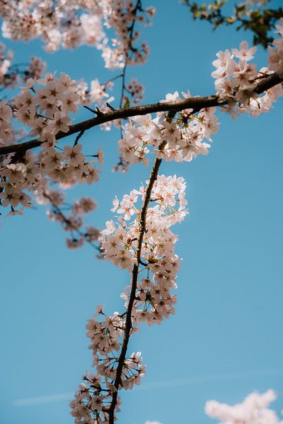 Kirschblüte im Frühling in den Niederlanden von Felix Van Leusden