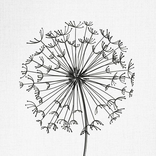 Pissenlit, illustration, croquis, noir et blanc