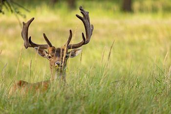 Damhirsch im Gras 'Nahaufnahme'