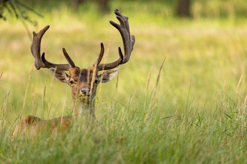 Damhert in het gras 'close-up'