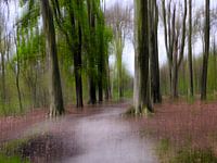 Verträumter Wald