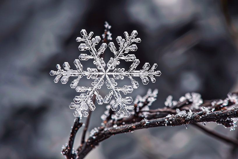 Macro shot of a single snowflake by Imperial Art House