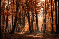 Mystischer Wald mit Sonnenharfen und Herbst färbte Blätter an einem nebeligen Morgen von Fotografiecor .nl Miniaturansicht