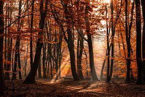 Forêt mystique avec des harpes solaires et des feuilles colorées en automne par un matin brumeux