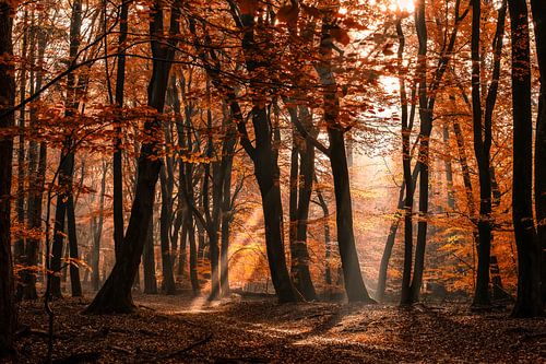 Mystischer Wald mit Sonnenharfen und Herbst färbte Blätter an einem nebeligen Morgen