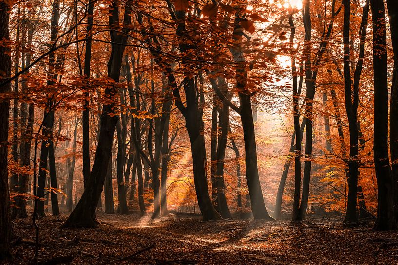 Mystischer Wald mit Sonnenharfen und Herbst färbte Blätter an einem nebeligen Morgen von Fotografiecor .nl