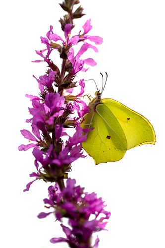 Papillon citron