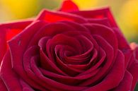 Rode roos van Cathy Php thumbnail