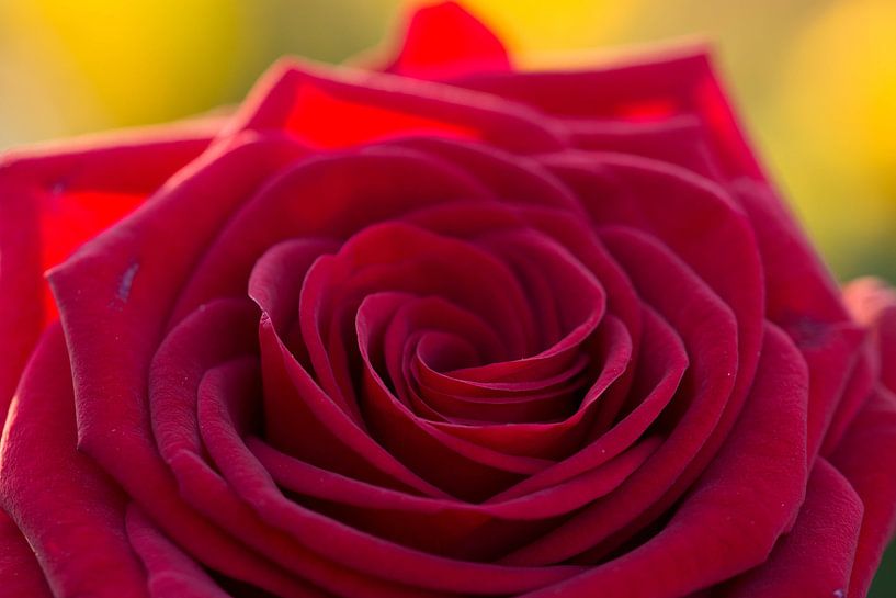 Rode roos van Cathy Php