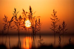 LP 70481947 Sonnenuntergang hinter Pflanzen von BeeldigBeeld Food & Lifestyle