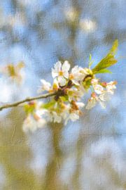 Frühlingsblüte von Geert Van Baelen