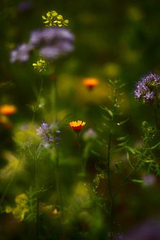 Heldere weidebloemen