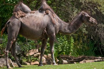 Kamel : Tierpark Blijdorp von Loek Lobel