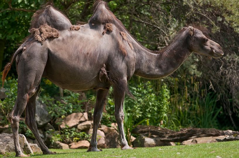 Chameau : Zoo de Blijdorp par Loek Lobel