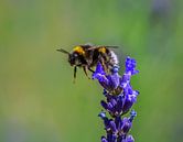 Macro van een vliegende aardhommel op een saliebloem van ManfredFotos thumbnail