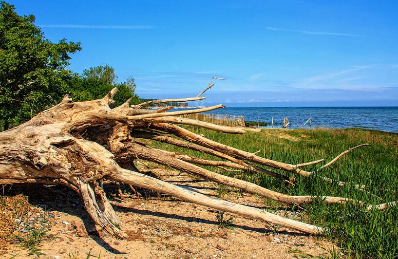 Krakenwurzel am Strand von Holger Felix