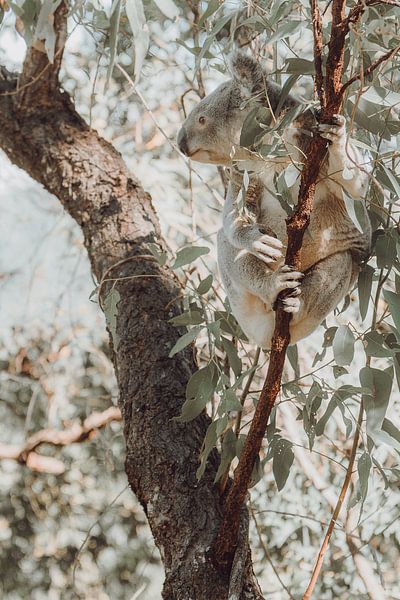 Koala im Eukalyptusbaum von Geke Woudstra