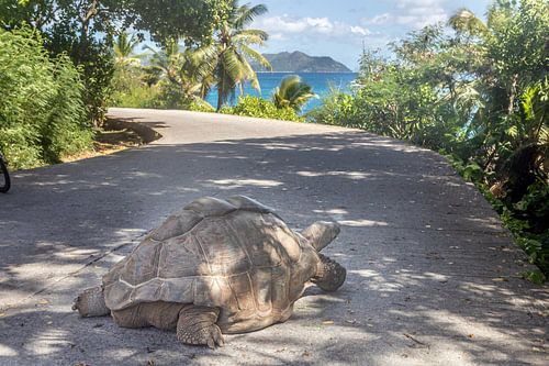 Seychellen - Riesenschildkröte auf La Digue