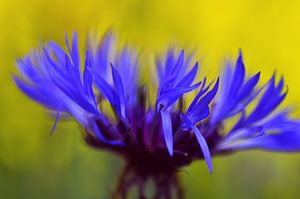 Blue cornflower sur Corinne Welp