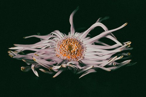 Stilleven met bloem zwartwit