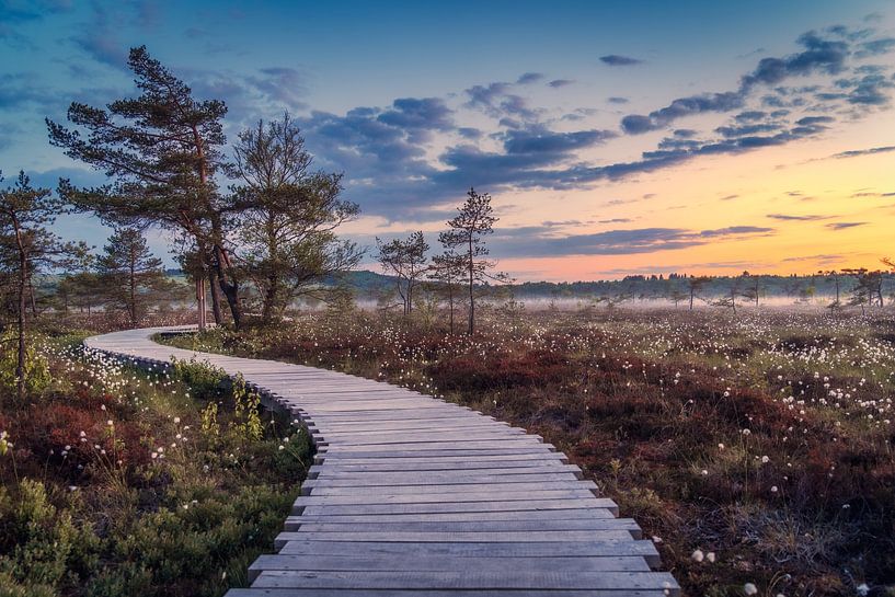Moor in the sunset by Andre Michaelis