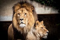 Lion et lionne