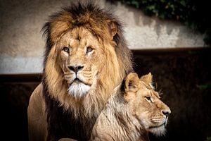 Löwe und Löwin