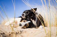 Border Collie sisters on the beach by Pieter Bezuijen thumbnail