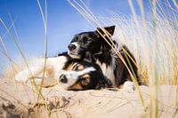Border Collie sisters on the beach