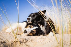 Border Collie zusjes op het strand