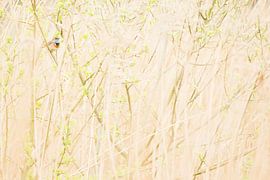 Bluethroat in the reeds by Danny Slijfer Natuurfotografie
