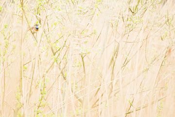 Blaukehlchen im Schilf von Danny Slijfer Natuurfotografie