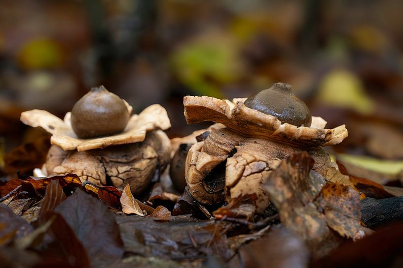Champignon de terre à collier par Peter Bartelings