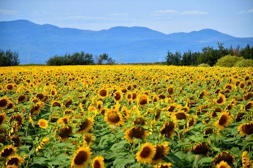 Een veld met zonnebloemen