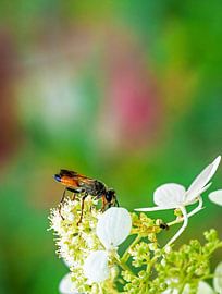 Macro of a grasshopper sand wasp on a hydrangea flower by ManfredFotos