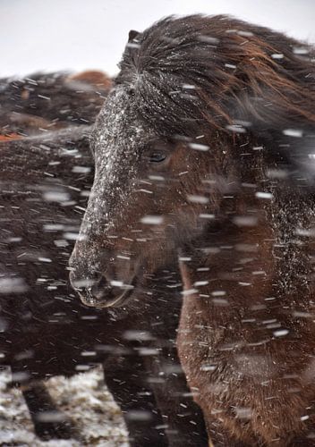L'hiver en Islande